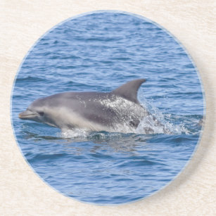 Dolphin Sighted sandstone coaster