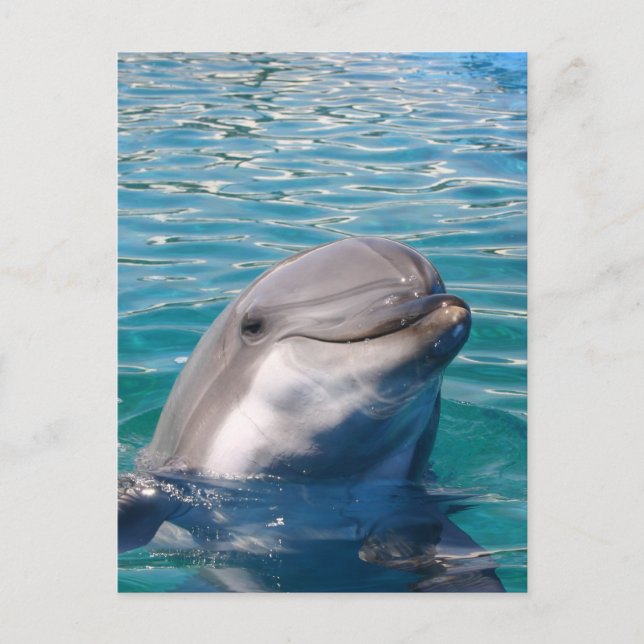 Dolphin Smile Postcard (Front)