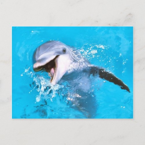 Dolphin Smiling 2 Postcard