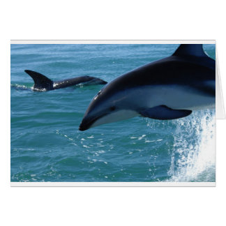 Dolphin Splash Destiny Beach Ocean Nature Cards