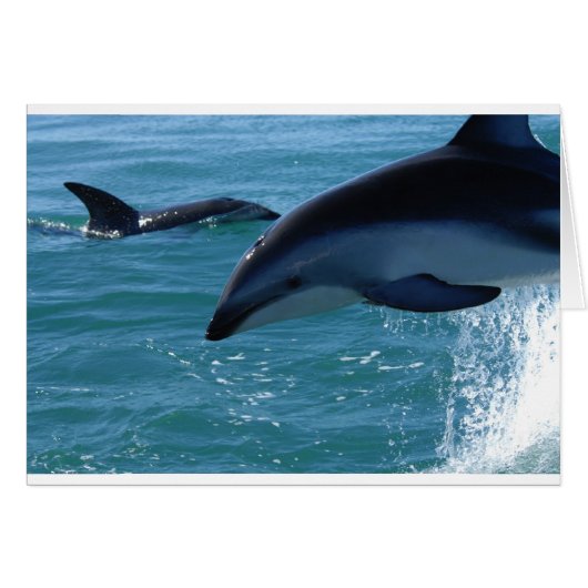 Dolphin Splash Destiny Beach Ocean Nature Cards (Front Horizontal)