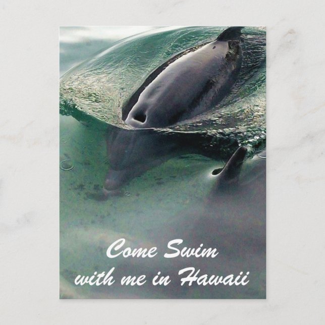 Dolphin Swim Hawaii Big Island Postcard (Front)
