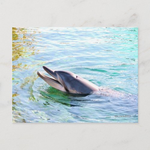 Dolphin Swimming Postcard