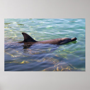 Dolphin Swimming Poster
