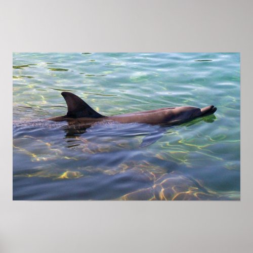 Dolphin Swimming Poster