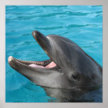 Dolphin Talk Poster