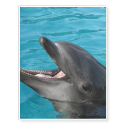 Dolphin Talk Temporary Tattoos