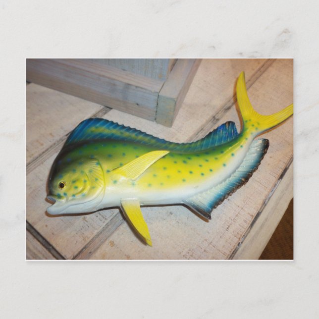 Dolphin The Fish (Not The Mammal) Postcard (Front)