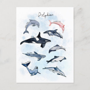 Dolphin theme party kids watercolor drawing postcard