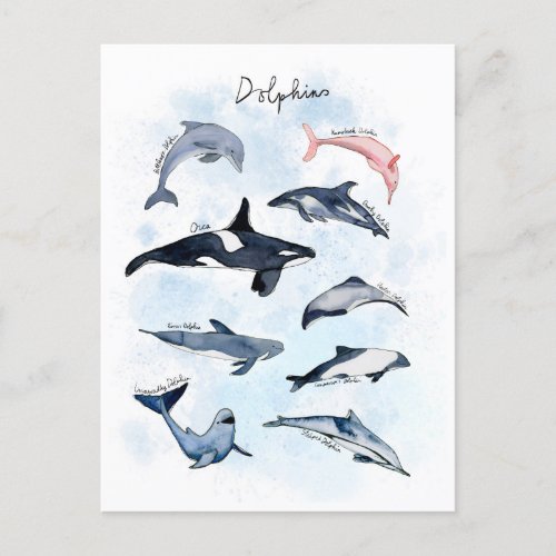 Dolphin theme party kids watercolor drawing  postcard