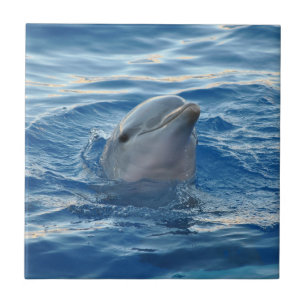 Dolphin Tile