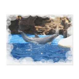 Dolphin Tricks Postcard