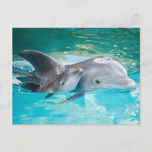Dolphin with calf postcard