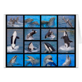 Dolphins and killer whales (Front Horizontal)