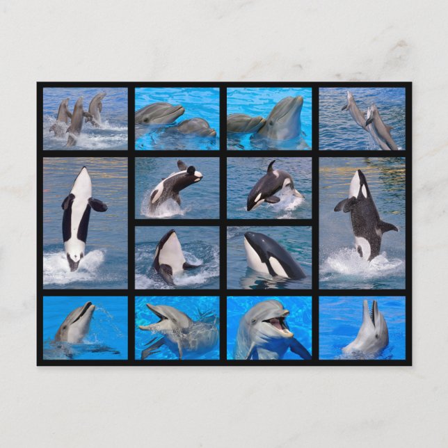 Dolphins and killer whales postcard (Front)