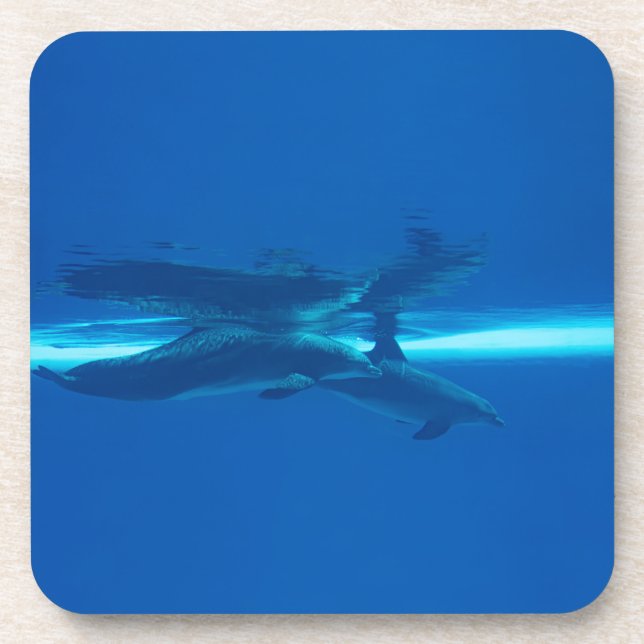 Dolphins and reflections   beverage coaster (Front)