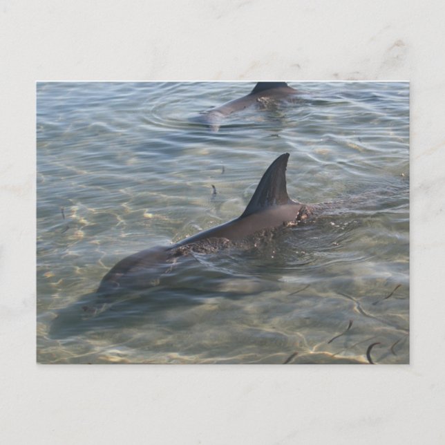 Dolphins at Monkey Mia, WA Postcard (Front)