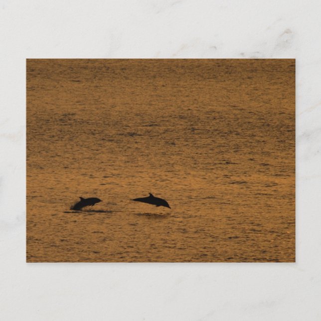 Dolphins at sunset postcard (Front)