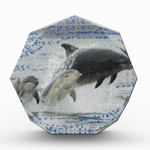 Dolphins Award