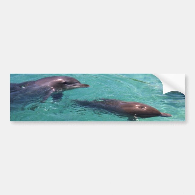 Dolphins Bumper Sticker (Front)