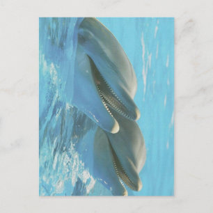 Dolphins Cozumel, Mexico Postcard
