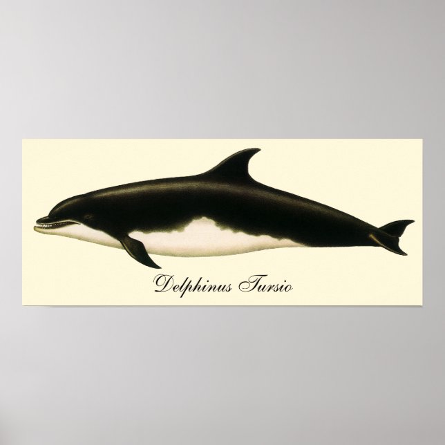 Dolphins Delphinus Tursio, Vintage Marine Animals Poster (Front)