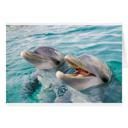 Dolphins Greeting Card | Zazzle