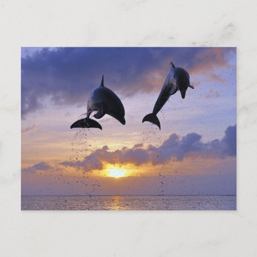 Dolphins jumping at sunset postcard