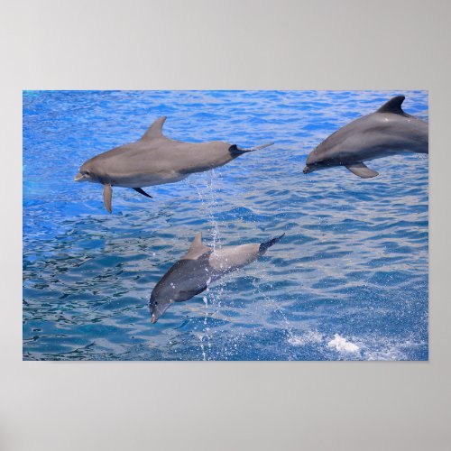 Dolphins jumping out of water poster