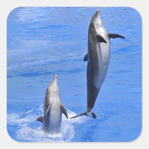 Dolphins jumping out of water square sticker