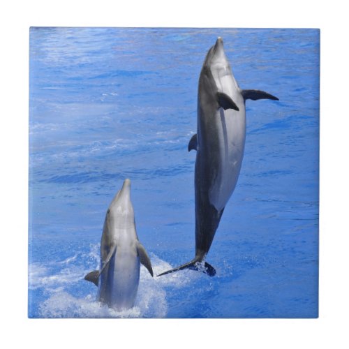 Dolphins jumping out of water tile