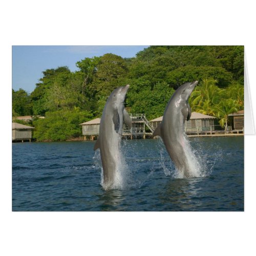 Dolphins jumping Roatan Bay Islands