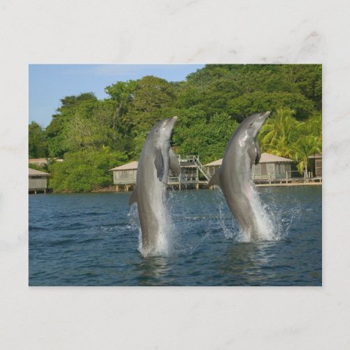 Dolphins jumping Roatan Bay Islands Postcard
