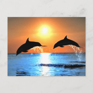 Dolphins Leaping Postcard