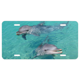 Dolphins License Plate