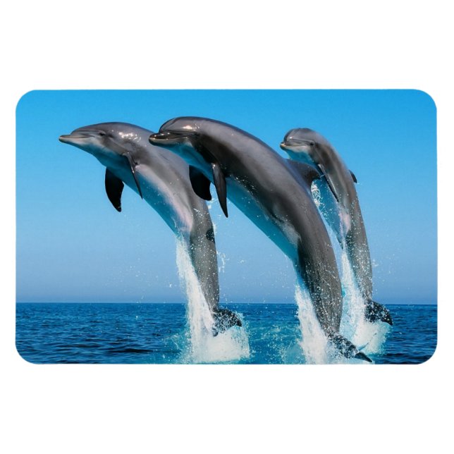Dolphins Magnet (Horizontal)