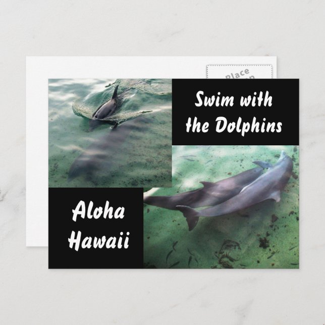 Dolphins of Hawaii Postcard (Front/Back)