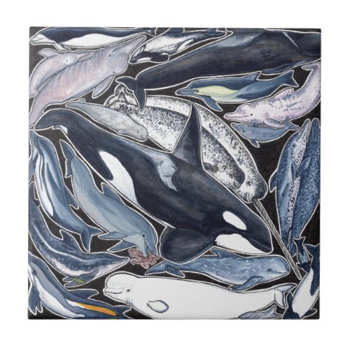 Dolphins orcas belugas and narvales tile