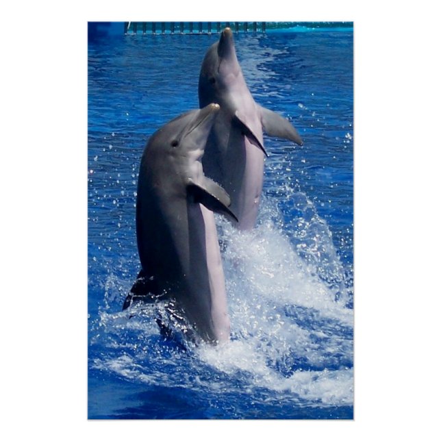 Dolphins Photography Poster (Front)