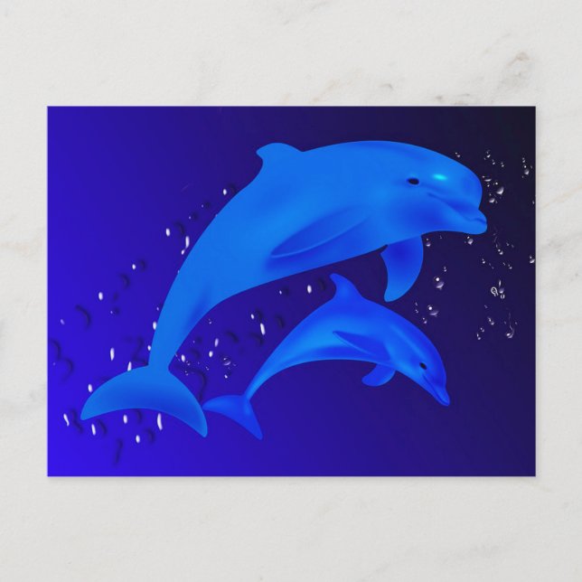Dolphins Postcard (Front)