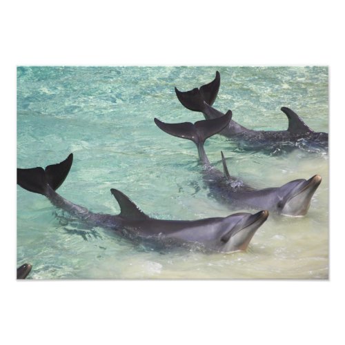 Dolphins Sea World Gold Coast Queensland Photo Print