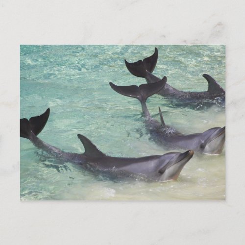 Dolphins Sea World Gold Coast Queensland Postcard