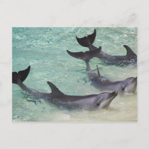 Dolphins, Sea World, Gold Coast, Queensland, Postcard