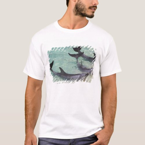 Dolphins Sea World Gold Coast Queensland T_Shirt