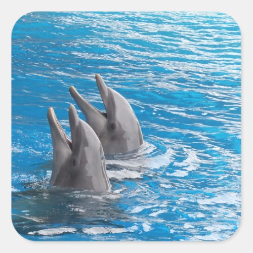 Dolphins Square Sticker