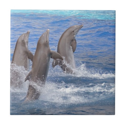 Dolphins standing out of the water ceramic tile