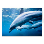 Dolphins Underwater (Front Horizontal)