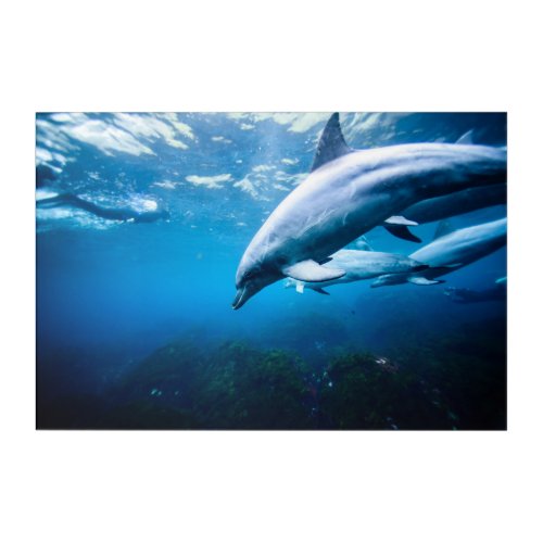 Dolphins Underwater Acrylic Print