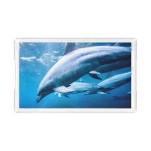 Dolphins Underwater Acrylic Tray