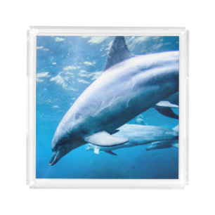 Dolphins Underwater Acrylic Tray